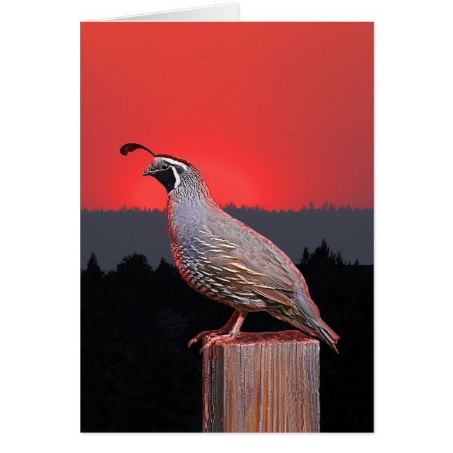 SENTINEL IN SUNSET (Voorkant)