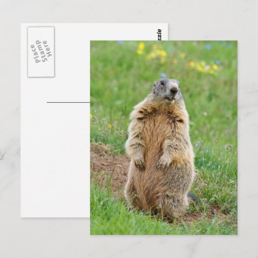 Sentinel marmot briefkaart (Voorkant / Achterkant)