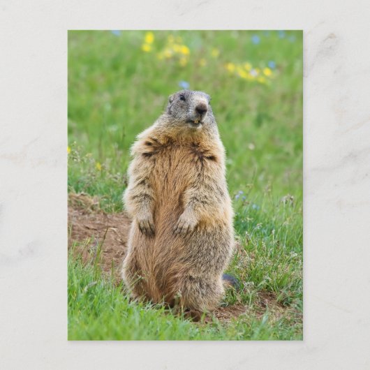 Sentinel marmot briefkaart (Voorkant)