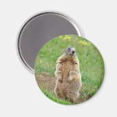 Sentinel marmot magneet (Voorkant / Achterkant)