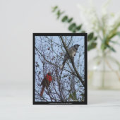 Sentinels Blue Jay en Cardinaal van Lee Hiller Briefkaart (Staand voorkant)