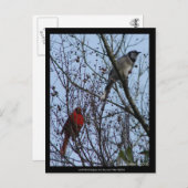 Sentinels Blue Jay en Cardinaal van Lee Hiller Briefkaart (Voorkant / Achterkant)