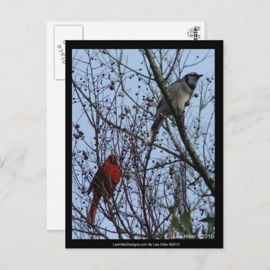 Sentinels Blue Jay en Cardinaal van Lee Hiller Briefkaart (Voorkant / Achterkant)