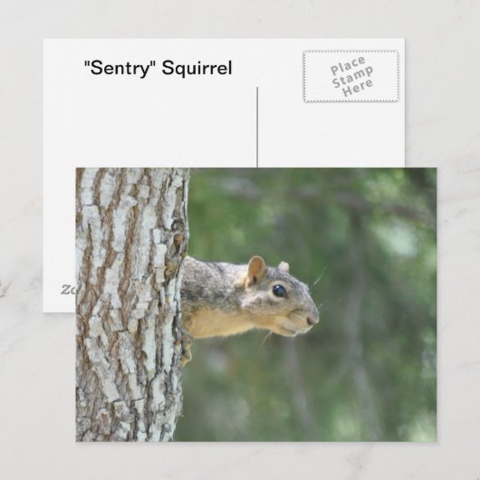 "Sentry" eekhoorn Briefkaart (Voorkant / Achterkant)
