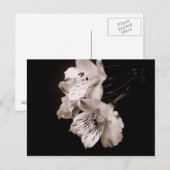 Sepia Alstroemeria Lily Briefkaart (Voorkant / Achterkant)