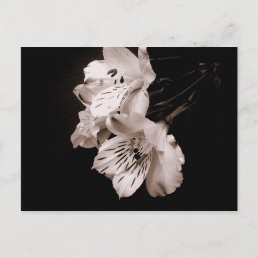 Sepia Alstroemeria Lily Briefkaart (Voorkant)