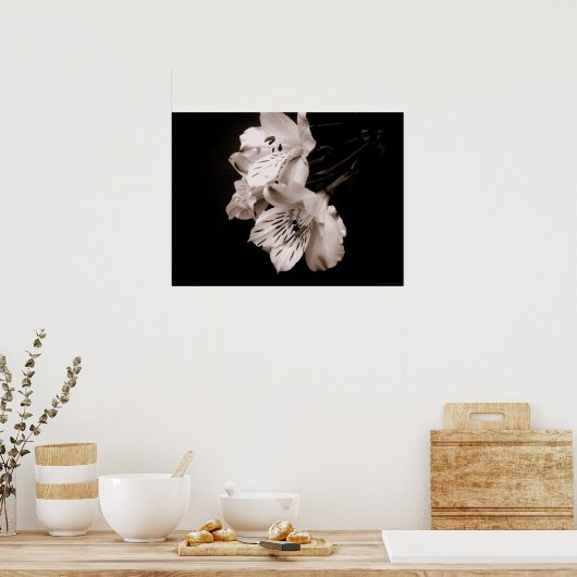 Sepia Alstroemeria Lily Poster (Keuken)