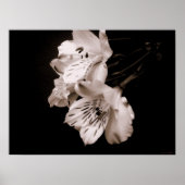 Sepia Alstroemeria Lily Poster (Voorkant)