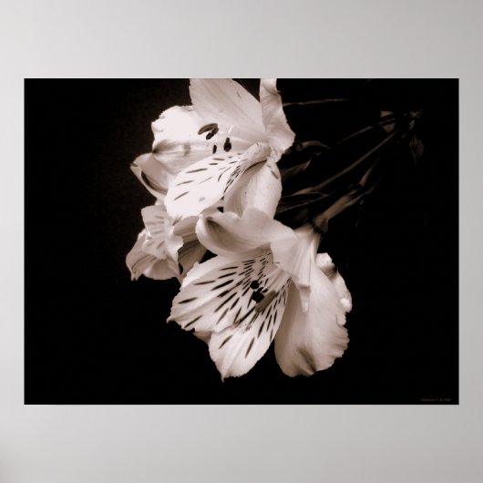 Sepia Alstroemeria Lily Poster (Voorkant)