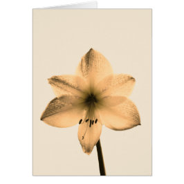 sepia amaryllis