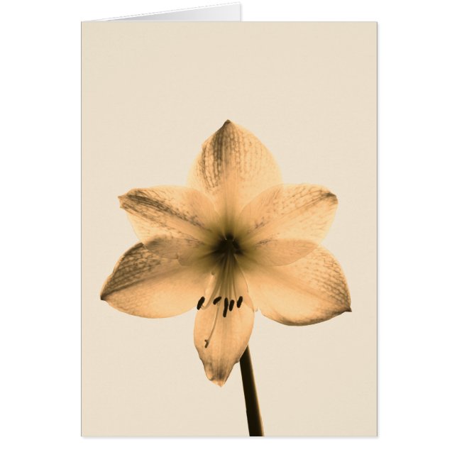 sepia amaryllis (Voorkant)