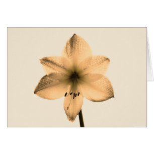 sepia amaryllis