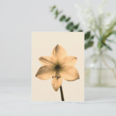 sepia amaryllis briefkaart (Staand voorkant)