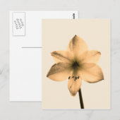 sepia amaryllis briefkaart (Voorkant / Achterkant)