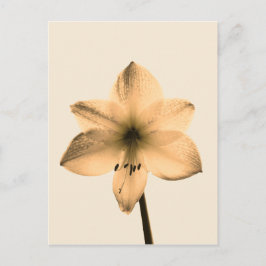 sepia amaryllis briefkaart