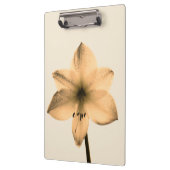 sepia amaryllis klembord (Links)