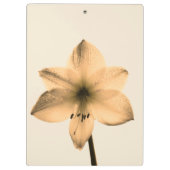 sepia amaryllis klembord (Achterkant)