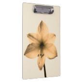 sepia amaryllis klembord (Rechts)