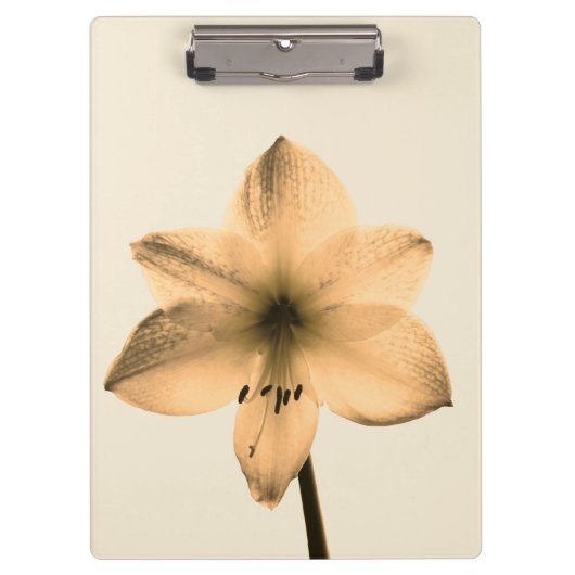 sepia amaryllis klembord (Voorkant)