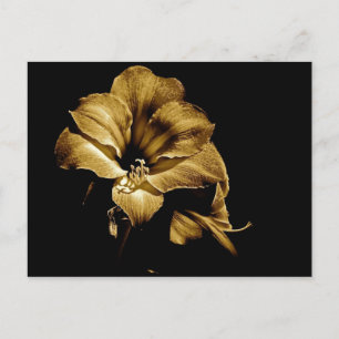 SEPIA AMARYLLIS MET ZWARTE ACHTERGROND BRIEFKAART