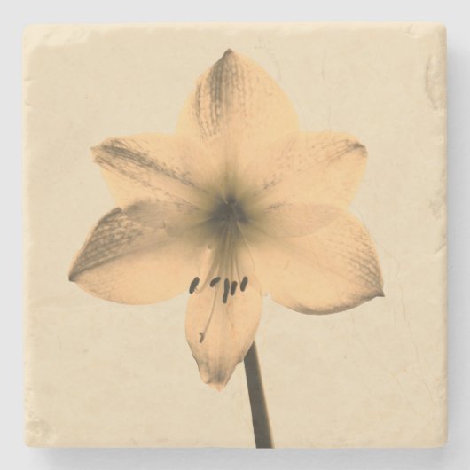 sepia amaryllis stenen onderzetter (Voorkant)