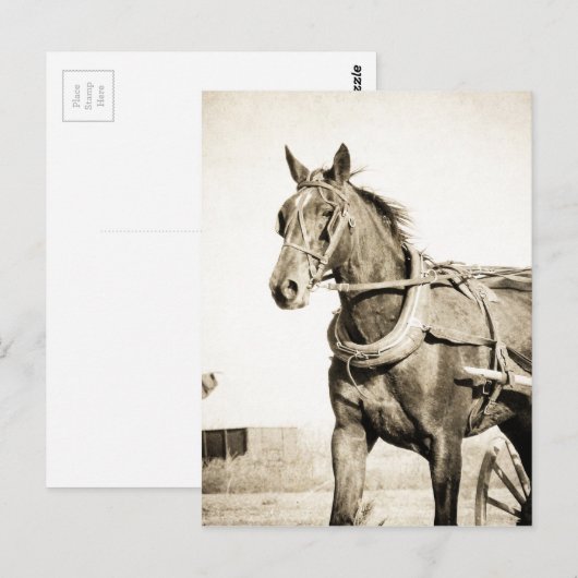 Sepia Amish Horse and Buggy Briefkaart (Voorkant / Achterkant)