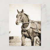 Sepia Amish Horse and Buggy Briefkaart (Voorkant)