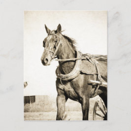 Sepia Amish Horse and Buggy Briefkaart