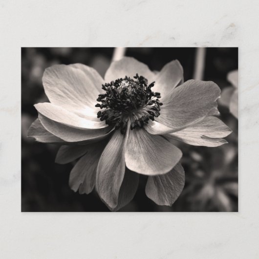Sepia Anemone Floral Photography Briefkaart (Voorkant)