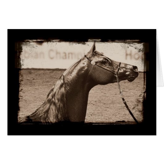 Sepia Arabian Stallion (Voorkant Horizontaal)