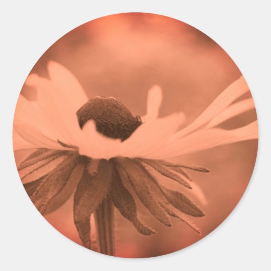  Sepia Black Eyed Susan Flower Ronde Sticker (Voorkant)