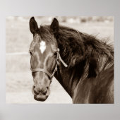 Sepia Brown Horse Poster (Voorkant)