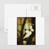 Sepia cherry blossom briefkaart (Voorkant / Achterkant)
