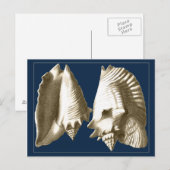 Sepia Conch Seashells Briefkaart (Voorkant / Achterkant)