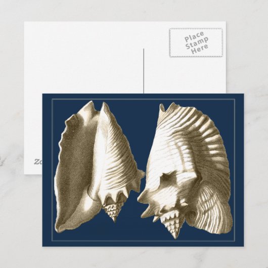 Sepia Conch Seashells Briefkaart (Voorkant / Achterkant)