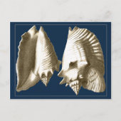 Sepia Conch Seashells Briefkaart (Voorkant)