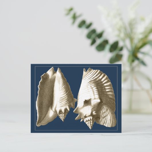 Sepia Conch Seashells Briefkaart (Staand voorkant)