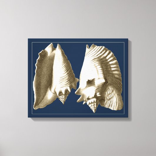Sepia Conch Seashells Canvas Afdruk (Voorkant)