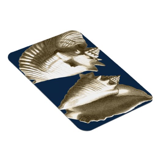 Sepia Conch Seashells Magneet (Rechterzijde)