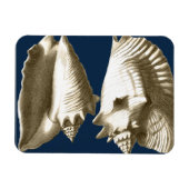 Sepia Conch Seashells Magneet (Horizontaal)