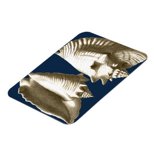 Sepia Conch Seashells Magneet (Linkerzijde)