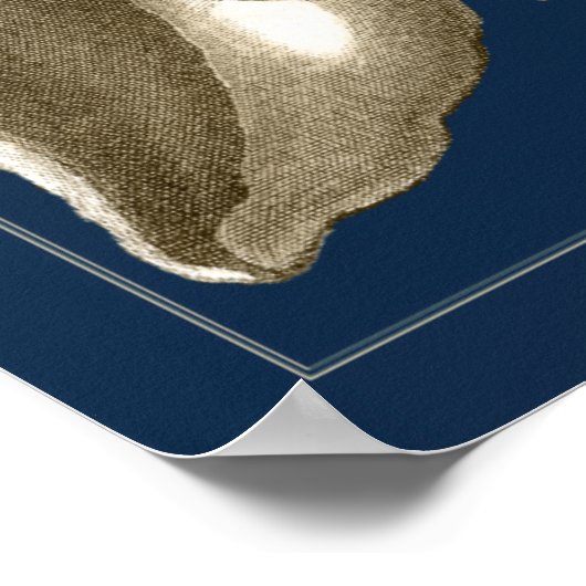 Sepia Conch Seashells Poster (Hoek)