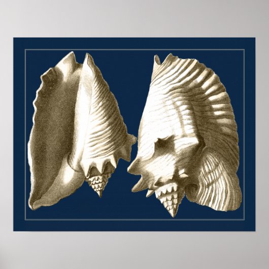 Sepia Conch Seashells Poster (Voorkant)
