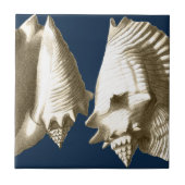 Sepia Conch Seashells Tegeltje (Voorkant)