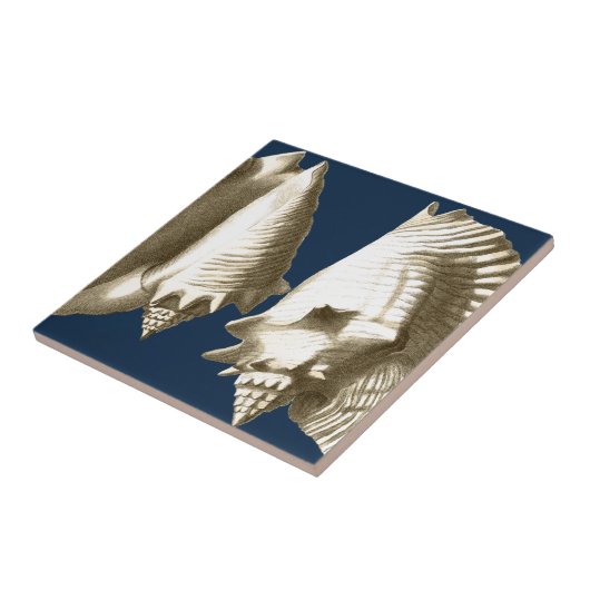 Sepia Conch Seashells Tegeltje (Zijkant)