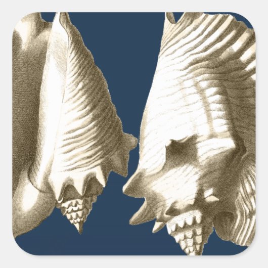 Sepia Conch Seashells Vierkante Sticker (Voorkant)