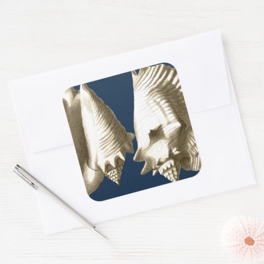 Sepia Conch Seashells Vierkante Sticker (Envelop)