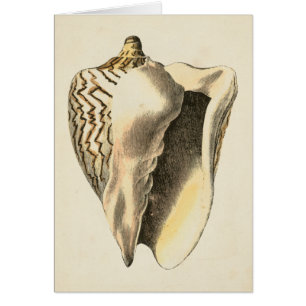 Sepia Conch Shell
