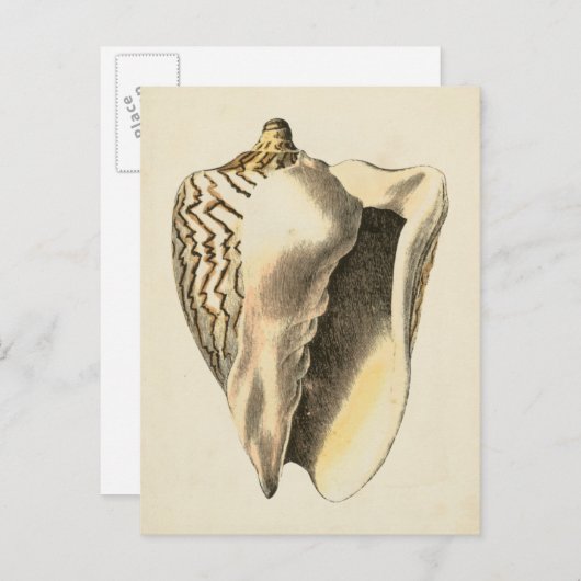  Sepia Conch Shell Briefkaart (Voorkant / Achterkant)