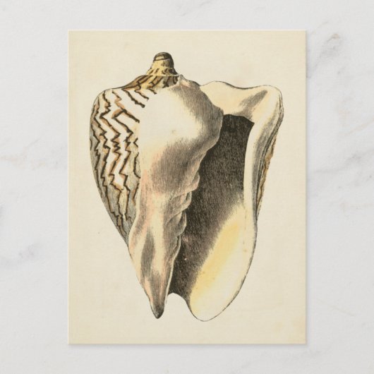 Sepia Conch Shell Briefkaart (Voorkant)